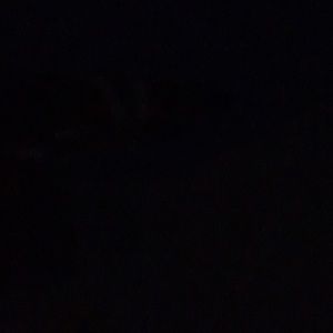 Meet your Posher, Damian